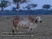 /album/a8%20vacas%20adquiridas%20da%20fazenda%20gavi%c3%a3o/fazenda-dallas-8-vacas-7-jpg/
